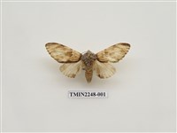 藏品(雲舟蛾)的圖片